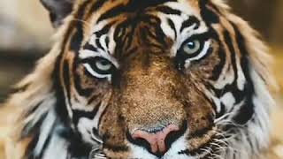 CHINA: Aha, Shio-ku Harimau (Marissa Haque Ikang Fawzi)(1)