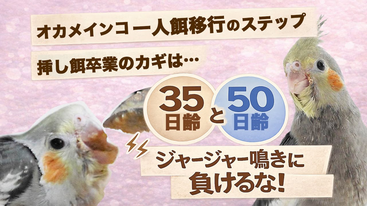 オカメインコ一人餌移行の完全手順｜実例で解説