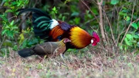 ສຽງໄກ່ປ່າ Suab poj qaib qus seev zoo dib tuaj zoo heev tiag li .4