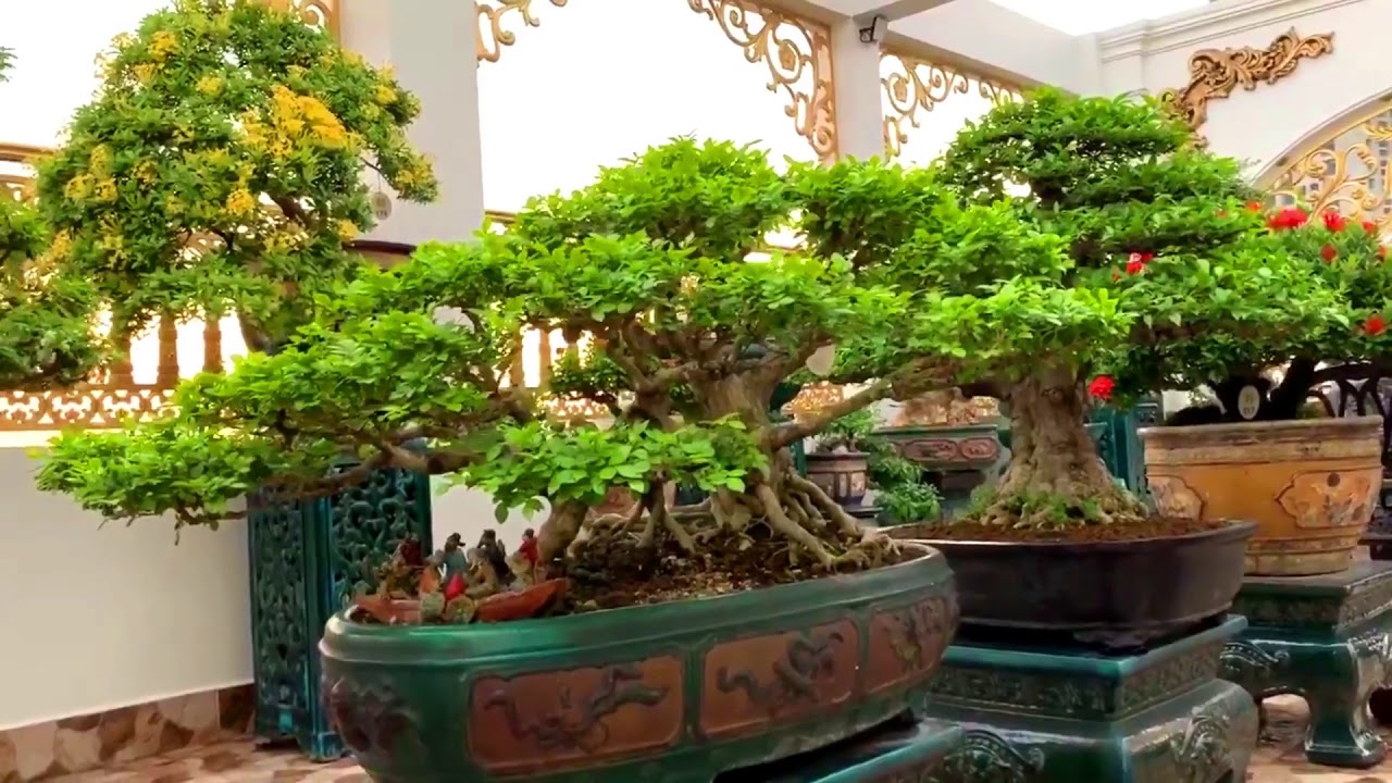 Quá đẹp dàn Bonsai trên sân thượng Rooftop bonsai garden YouTube