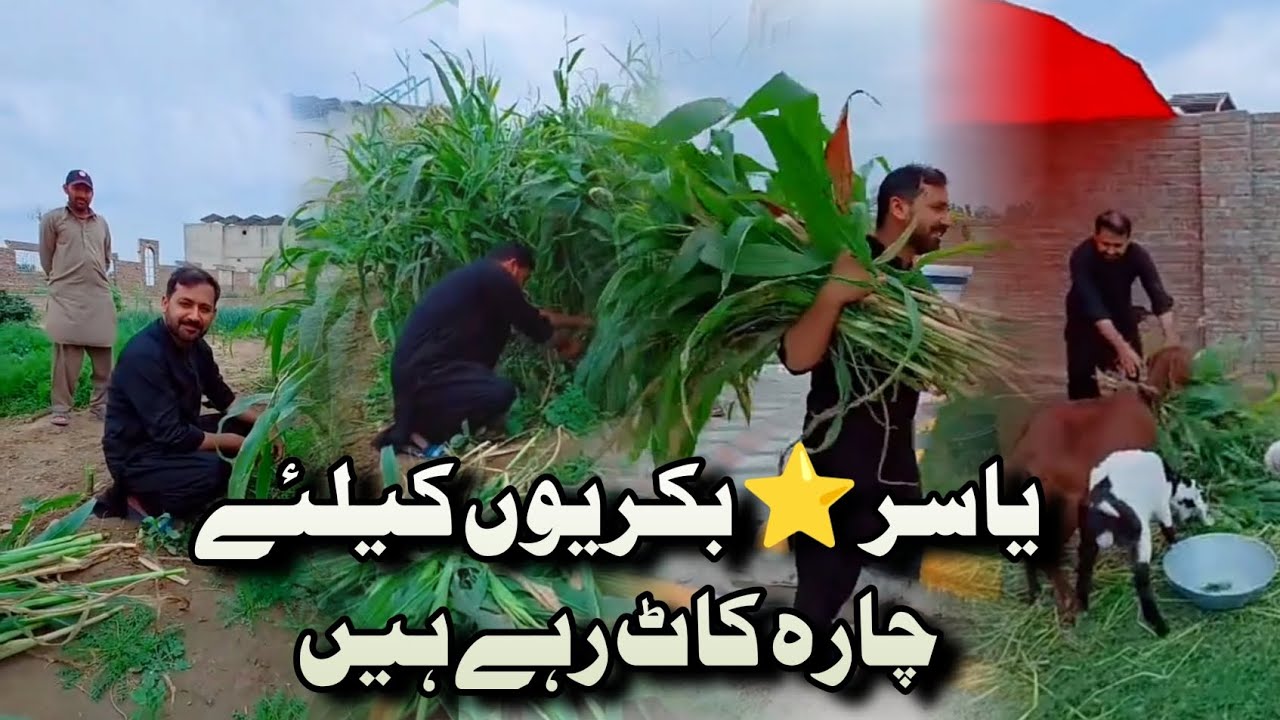 Yasir bhai bakriyon ke liye patthe vadh rhe hain _ Yasirali _ #yasirali 