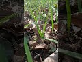green garlic growing vegetables #beautifully #nature #farming #gardening #food