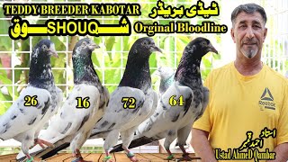 Ustad Ahmed Qambar|Teddy Breeder Kabotar|Setup|SHOUQ|UAE Kabotar Baazi @AJMANPIGEONCLUB