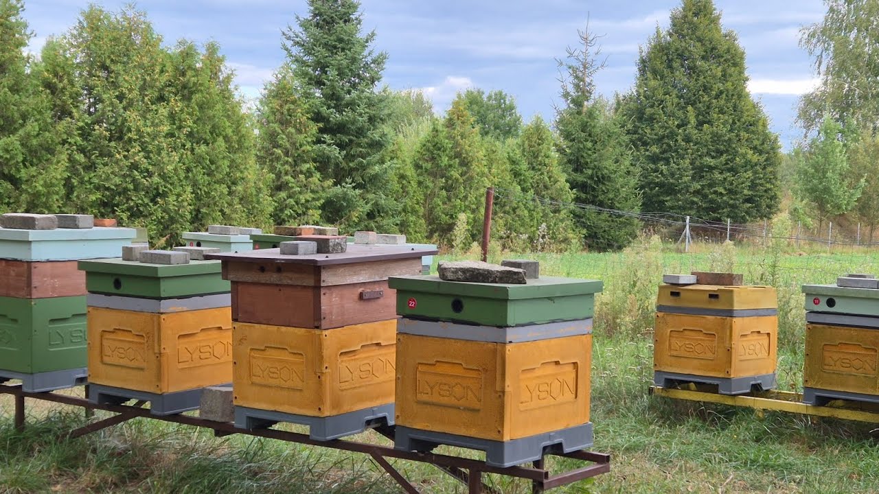 Czy pszczoły zdążą z nową królową?