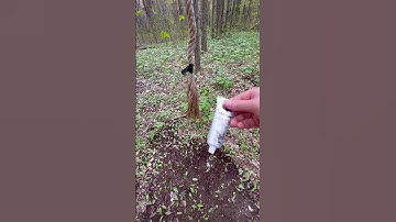 HUNTING TIPS FOR BEGINNERS: Creating Jute Rope Mock Scrapes!! #hunting #deerhunting