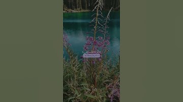 طه مَآ أَنزَلۡنَا عَلَيۡكَ ٱلۡقُرۡءَانَ لِتَشۡقَىٰٓ | القارئ الذي فاجئ الجميع | شريف مصطفى 🤩 Quran