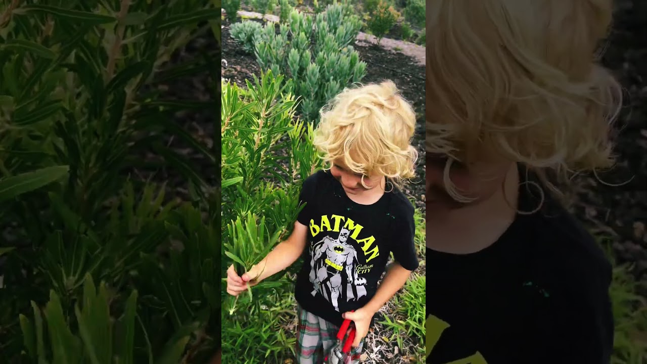 Protea Starters- SOP Hawaiian propagation Protea Green Tip and White Owl