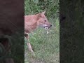 Golden Jackal eating Big Frog