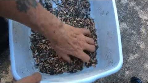 GREEN BEAN - SAVING SEED (OAG 2015)