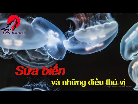 Video: Irukandji - sứa bạo chúa: mô tả, môi trường sống và mối nguy hiểm đối với con người