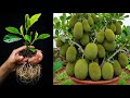 New, modern techniques for jackfruit trees cutting and grafting with 100% rooted potato tubers.