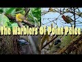 The Warblers Of Point Pelee - Spring Migration!!! - The Bird Bros Ep. 47