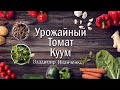 Томат КУУМ  очень урожайный вкусный слегка ребристый