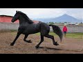 Mi Caballo en Venta  ♞  Rancho la Flor de Monse