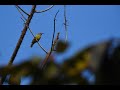 Birding | MIM Tea Garden