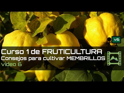 Consejos para cultivar MEMBRILLOS Curso básico de FRUTICULTURA 2020: Capítulo 6 | LdN