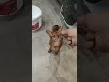 Сытый Абисин Тимоша