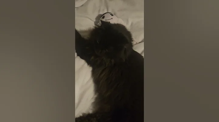 Watch the video about Sheeba The Maine Coon Mix That Was Dumped In My Yard