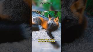 Melanistic Fox: One of The Rarest Animals In the World #rarest