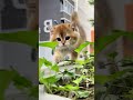 Cat Waking #cat #catvideos #catwalk