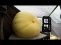 27 Days of growth, 91kg/200lb, Hydroponic Giant Atlantic Pumpkin Time Lapse