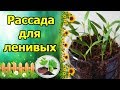 ПОСЕЯЛ И ЗАБЫЛ - РАССАДА ДЛЯ ЛЕНИВЫХ!!! ВЫРАЩИВАНИЕ ПЕРЦА БЕЗ ПИКИРОВКИ, БЕЗ ПОЛИВА!