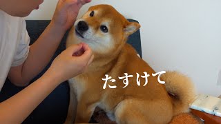 Help me daddy! An unexpected scene where a Shiba Inu brother is scared of his sister.