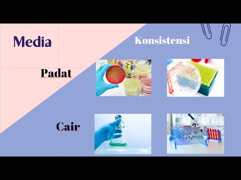 Video: Pupuk Mikrobiologi Azotovit®