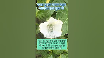 धतूरा के फूल भोले बाबा खुश #bhakti