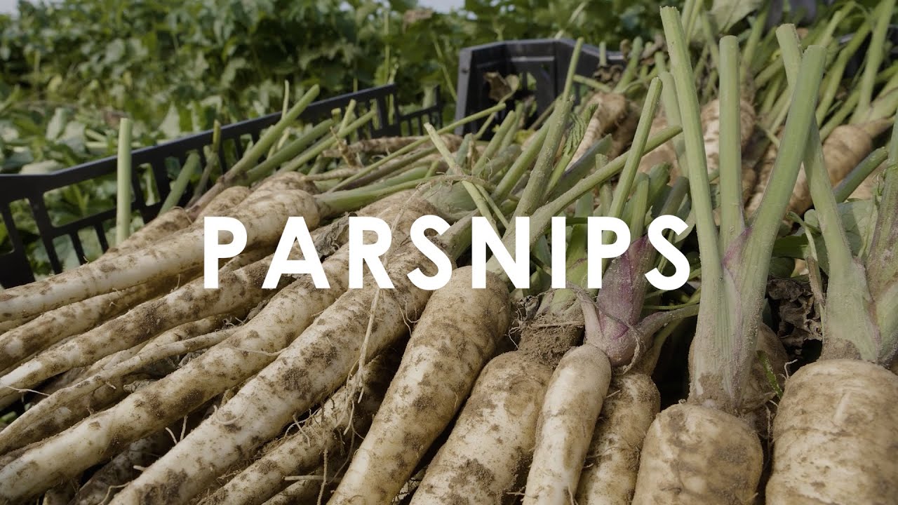 Parsnips   In Season Now