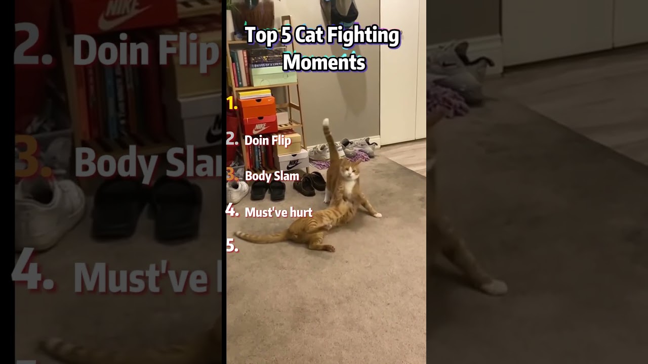 Ranking Top 5 Cat Fighting Moments