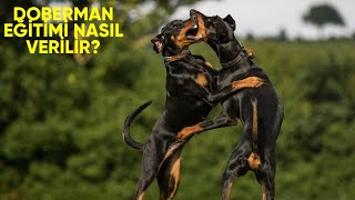 Doberman Eğitimi Nasıl Verilir? Yavru Köpek Tuvalet, İtaat ve Temel Eğitimleri!