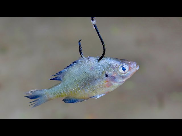 Fishing With Bluegill As Bait 