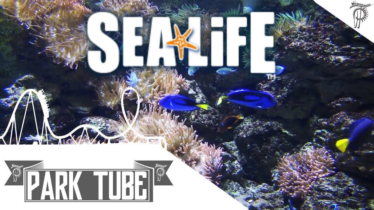 Sea Life Königswinter | Impressionen • Rundgang | Königswinter - YouTube