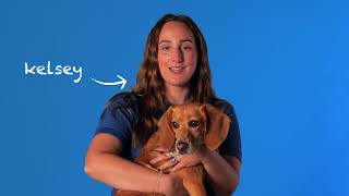 Meet Kelsey and Archie - Rose Canine Bed Bug Team The Bed Bug Detecting Dogs From Rose Pest Solutions