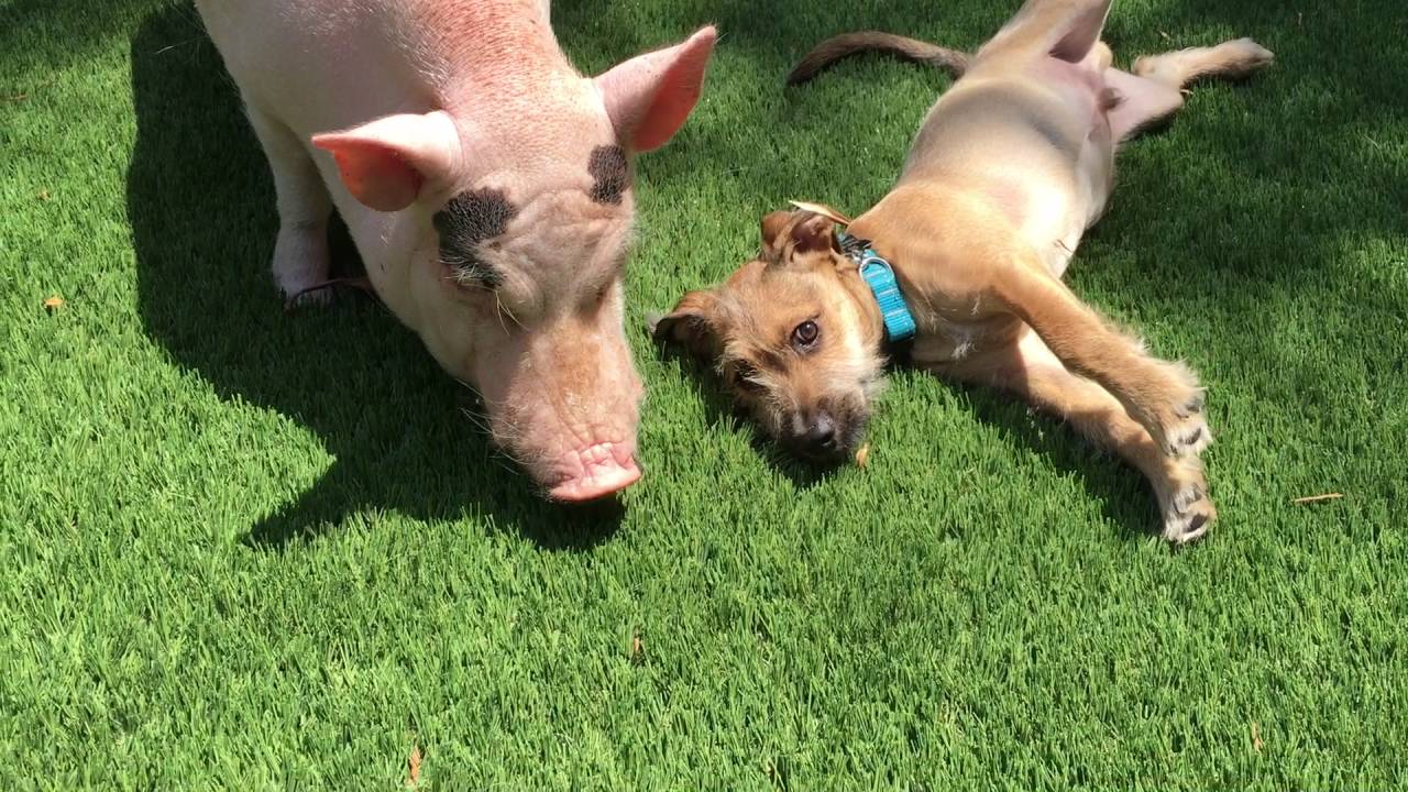 The Pig and her Puppy YouTube