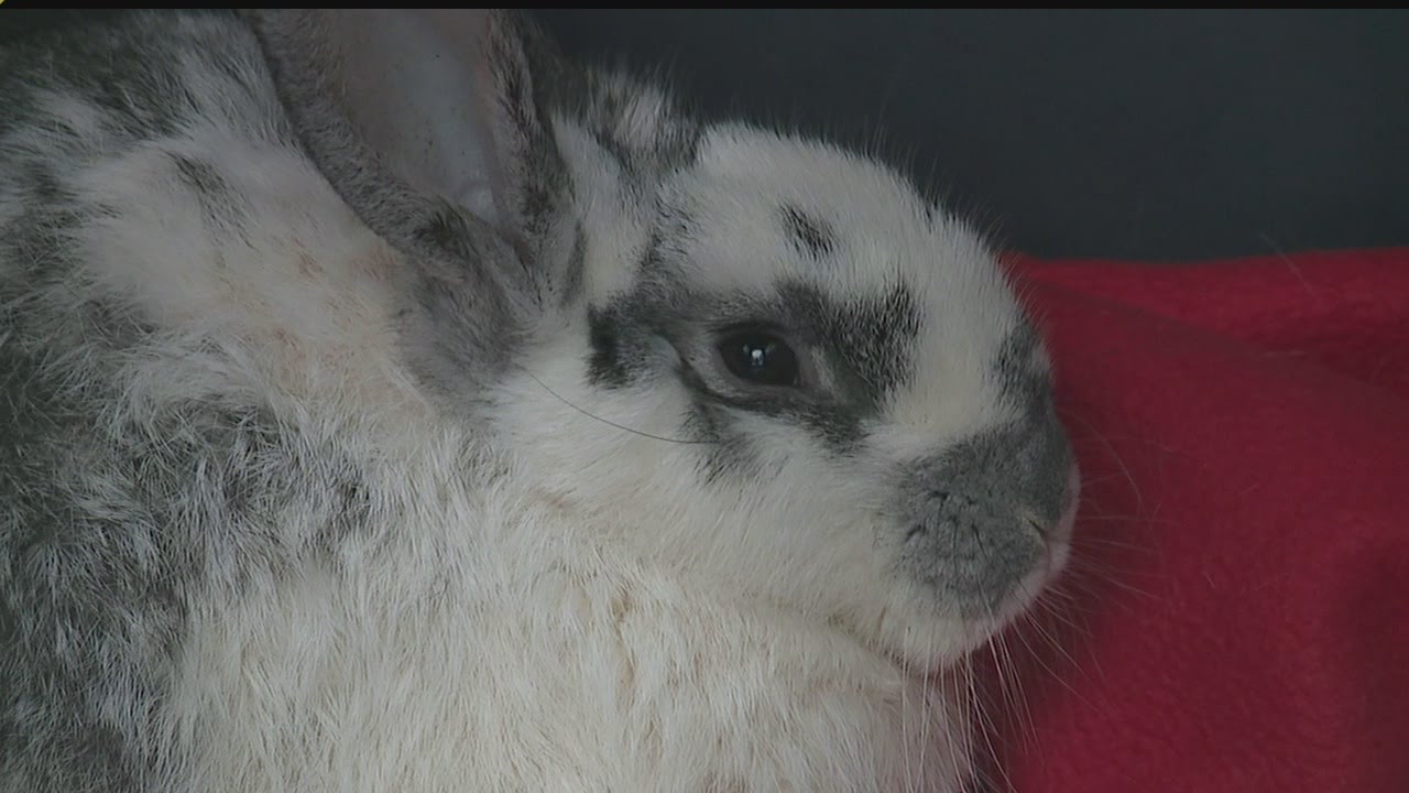 Humane society discovers 14 dead rabbits in Newton Twp. YouTube
