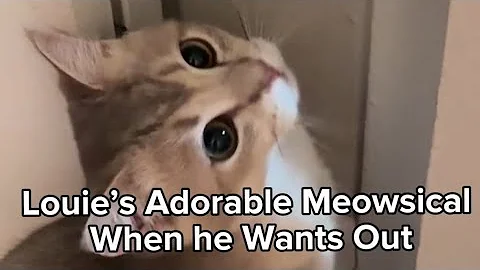 Watch the video about Louie’s Meows are Adorable