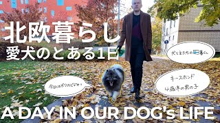【犬と北欧暮らし】愛犬キースホンドのモクと主たちの日曜日