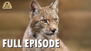 Wild America | S9 E4 'North Woods Lynx' | Full Episode | FANGS