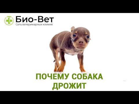 Видео: Как получить кошку для прекращения опрыскивания