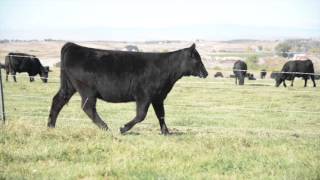 Lot 83-Malsons Savannah 144C