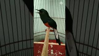 MURAI BATU ISIAN KOMPLIT KAPAS TEMBAK,CILILIN,KENARI,LOVEBIRD #short