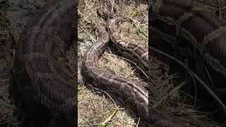 "Two monster 17'+ pythons" Wealth