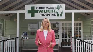 Women in Wildlife: Join us on 5 November! by Currumbin Wildlife Hospital 143 views 2 years ago 32 seconds