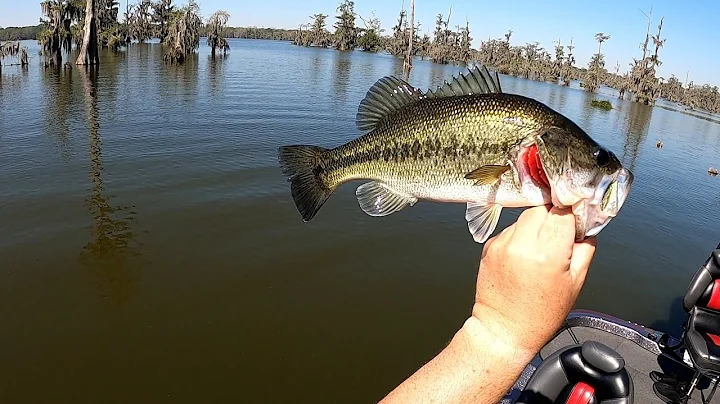 1st Trip Ever To Bass Fish Lake Martin In Breaux B...