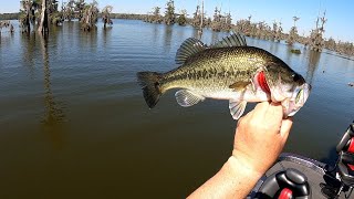 1st Trip Ever To Bass Fish Lake Martin In Breaux Bridge Louisiana!