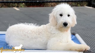 Harper - Ms Orange - Chanel/Kimbo Litter - For Sale Video by Euro Goldendoodles 58 views 2 months ago 3 minutes, 26 seconds