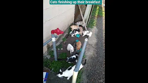 Watch the video about Colony cats finishing up their breakfast. #cats #eating #cute #manx #bobtail #siamese