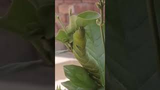 Amazing video................ insect 🐝🐝🐝🐝🐝🐝🐝🐝